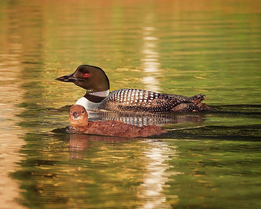 Adult and Juvenile Loons on Calm Lake Photograph - Loon and loonlet, Norway, Maine 2 by Steven Ralser
