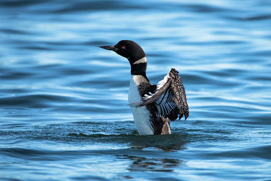 Loon Photograph by Matt Halvorson