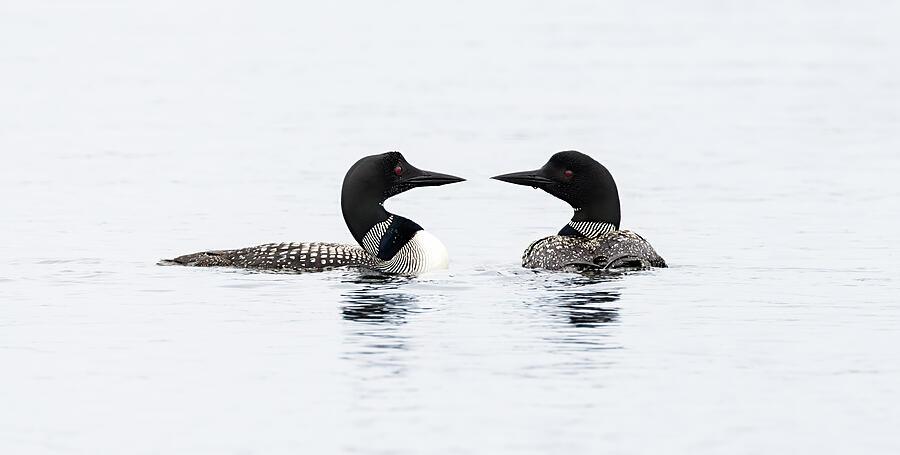Pair of Loons on Serene Lake Photograph - Loons in Conversation by Kevin Schwalbe