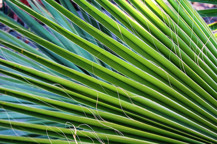 Loreto Fronds Photograph by William Scott Koenig
