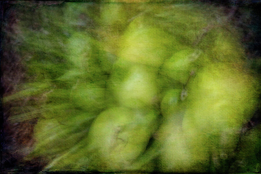 Losing Focus Photograph by Dodie Ross