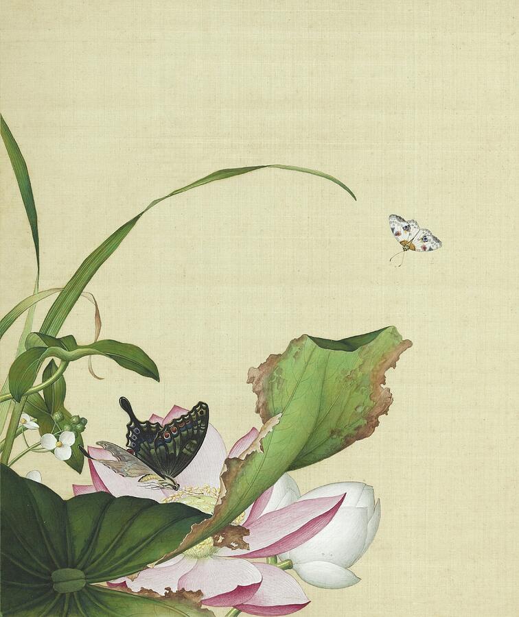 Lotuses and Butterflies by Giuseppe Castiglione Painting - Lotuses, arrowhead and butterflies - Chinese flower paintings by Giuseppe Castiglione by Giuseppe Castiglione Lang Shining