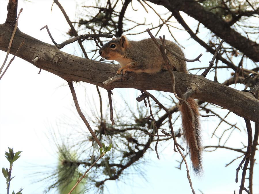 Lounging Squirrel Photograph by Amanda R Wright