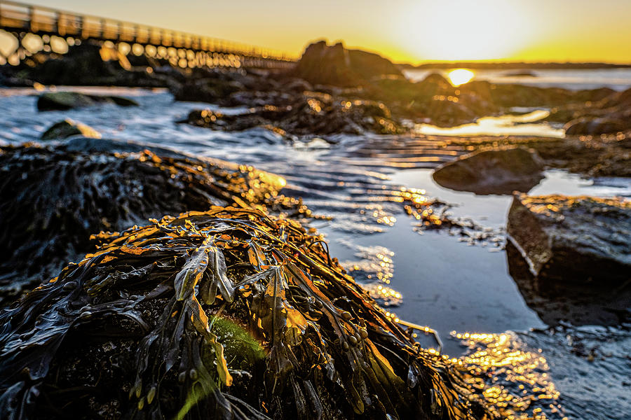 Low Tide Light Photograph by Jeff Sinon