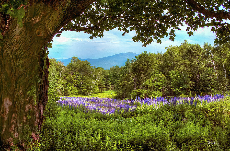 Lupines in Bloom Photograph by Jim Carlen