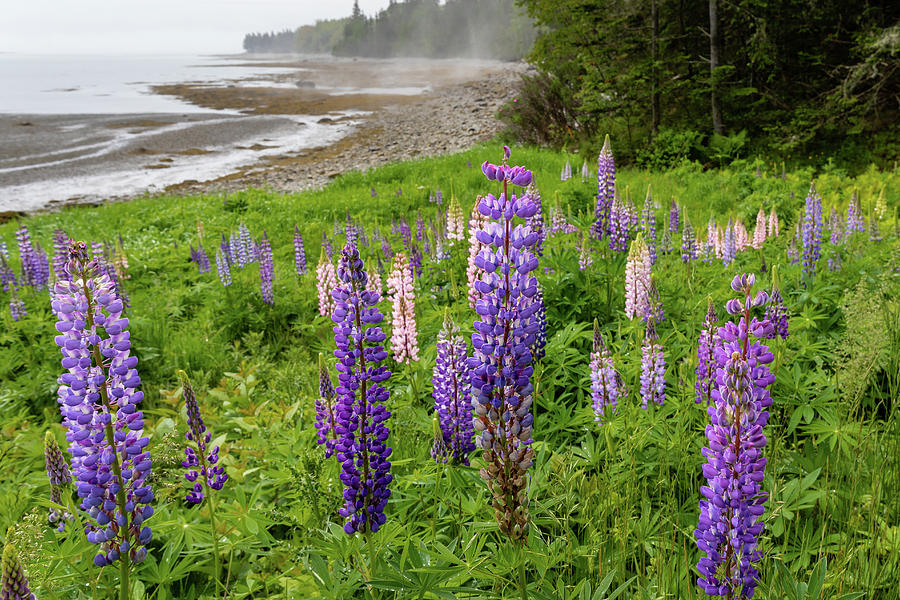 Lupins along a Foggy Coastline Photograph by Craig A Walker
