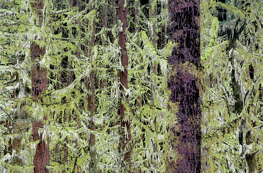 Lush Mossy Forest Digital Art - Lush Mossy Forest by Bruce Block
