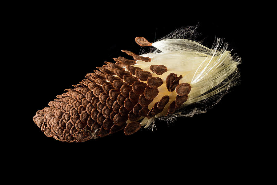 Macro photo of swamp milkweed seed pod Photograph by Steven Heap