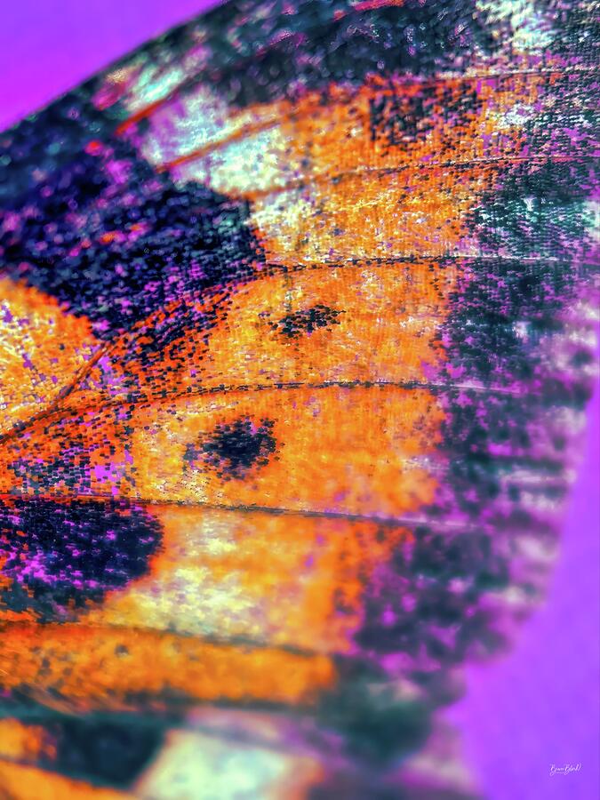Macro View of Butterfly Wing Digital Art - Macro View of Butterfly Wing by Bruce Block