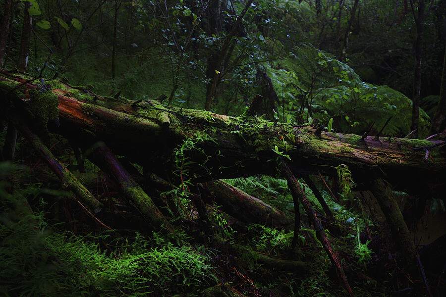 Magic Forest New Zealand Photograph by Printed View
