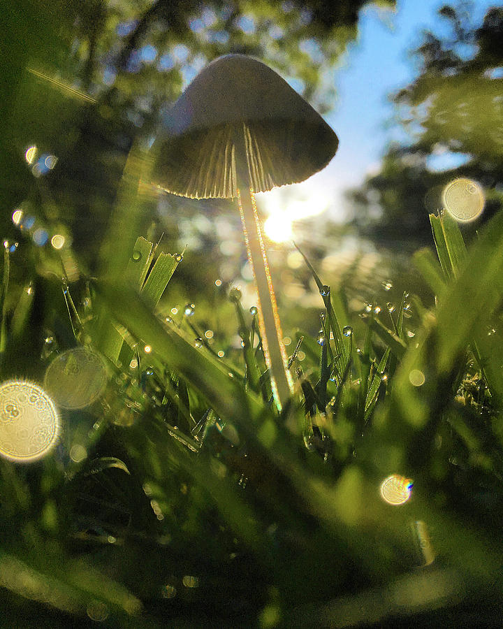 Magical Mushroom Sunrise Photograph by Greg Lane