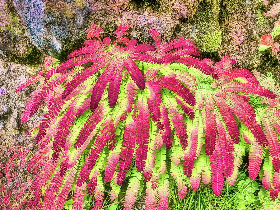 Maiden Hair Ferns Digital Art by Bruce Block
