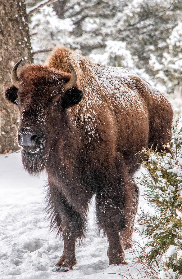 Majestic Bison in Winter Landscape Photograph - Majestic Bison in Winter Landscape by Marcy Wielfaert