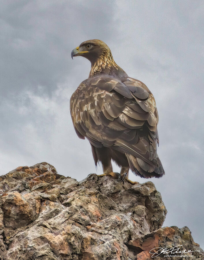Majestic Eagle on Rocky Cliff Photograph - Majestic Golden Eagle on Rocky Cliff by Joe Fisher