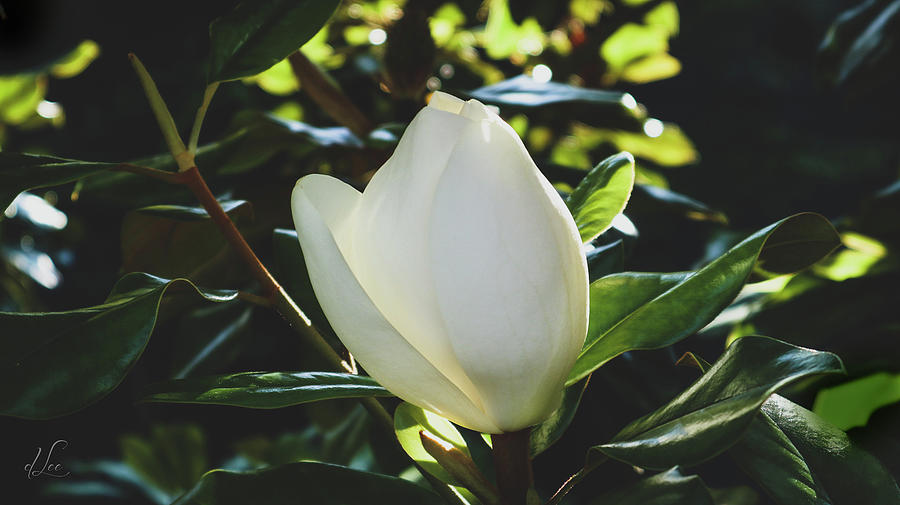 Majestic Magnolia Bloom Photograph by D Lee