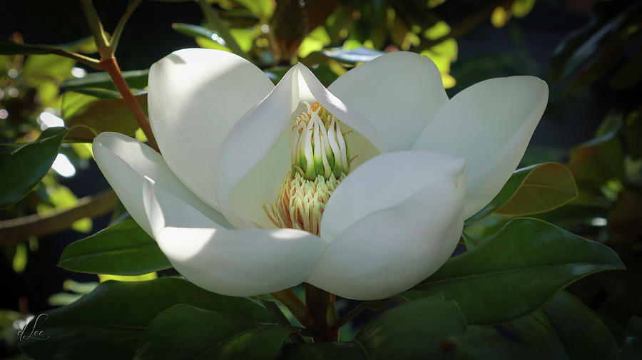 Majestic Magnolia Opening Photograph by D Lee