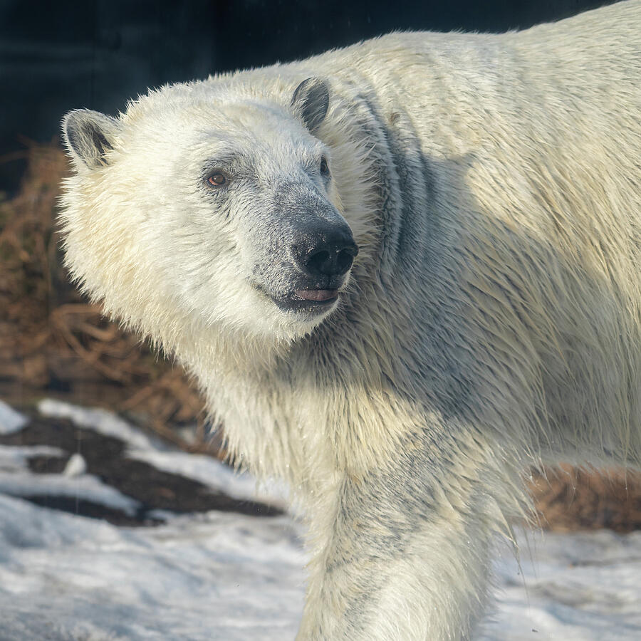 Majestic Polar Bear in Snow Photograph - Majestic Polar Bear in Snow by Dave King