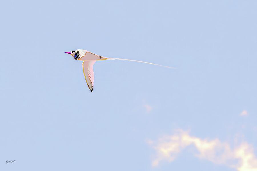 Majestic Bird Flying High Digital Art - Majestic Red-billed tropicbird Flying High by Bruce Block