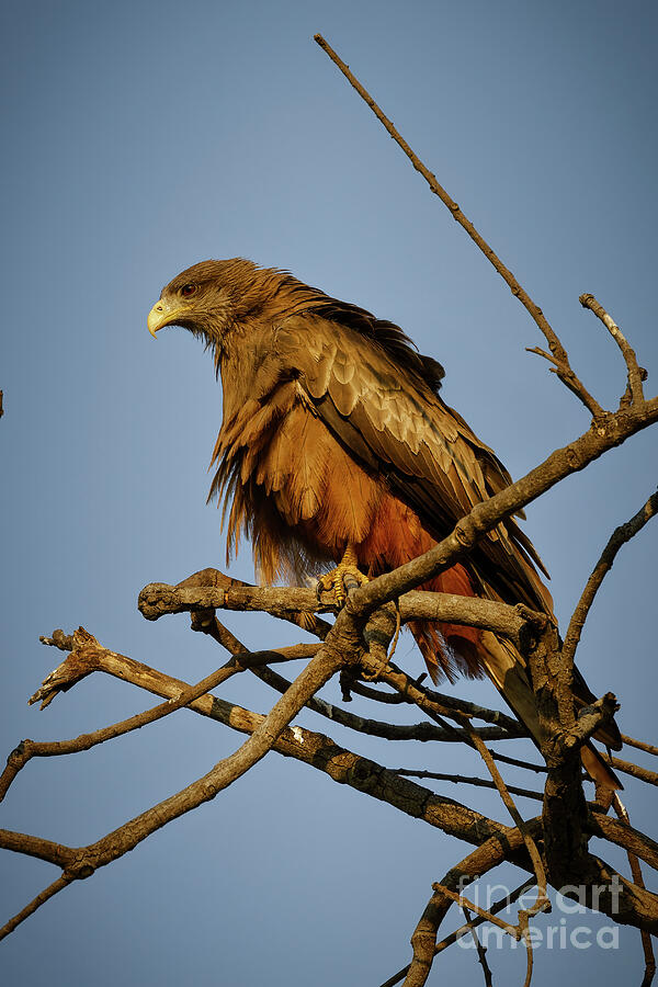 Majestic Eagle Perched on Branch Photograph - Majestic Yellow Billed Kite Perched on Branch by Natural Focal Point Photography