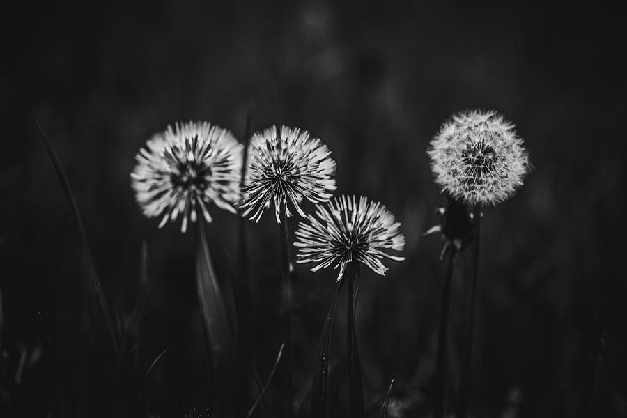 Make a wish Photograph by Nova Rae