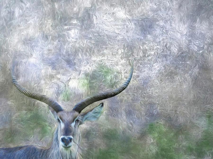 Male Waterbuck Antelope Photograph by Rebecca Herranen