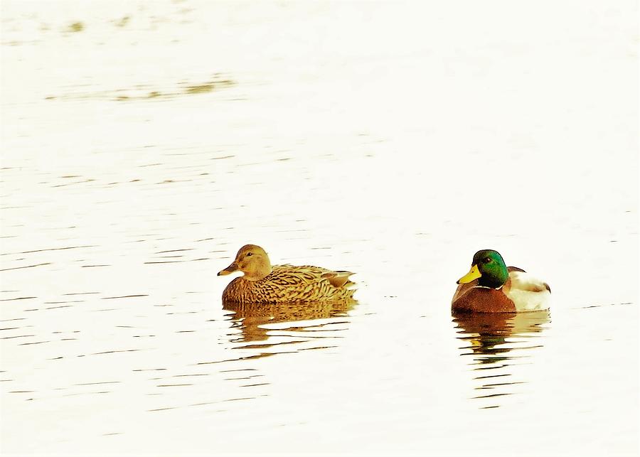 Mallards Photograph by John Linnemeyer