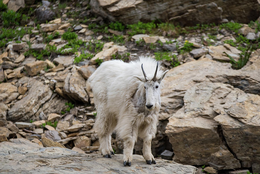 Mama Goat No. 1 Photograph by Matt Halvorson