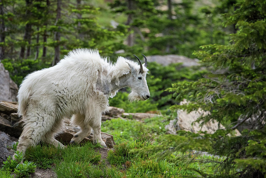 Mama Goat No. 2 Photograph by Matt Halvorson