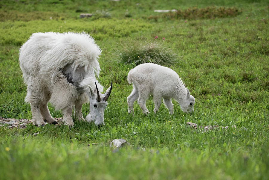 Mamma and Calf Photograph by Matt Halvorson