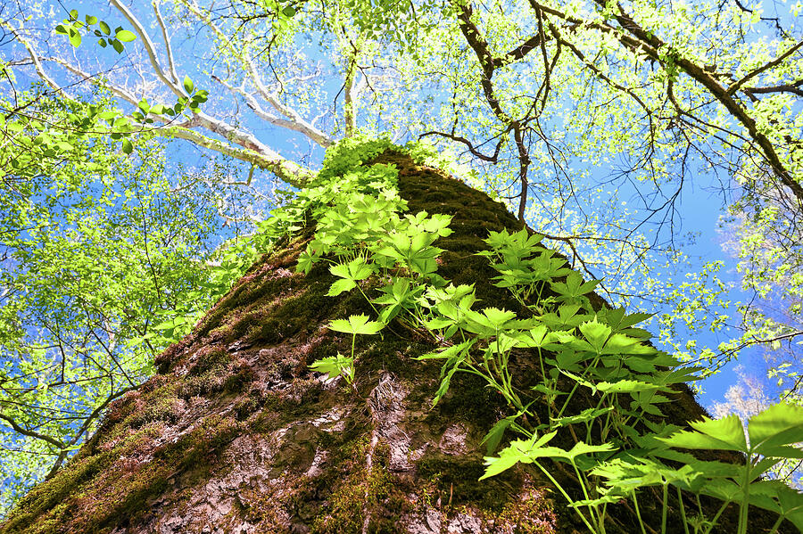Towering Forest Tree with Lush Foliage Photograph - Mammoth Sycamore by Steven Nelson