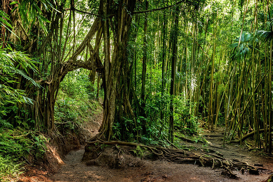 Manoa Falls Trail Photograph by Kelley King