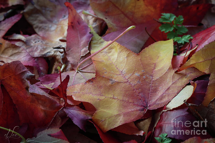 Maple Leaves in a Pile Photograph by D Lee