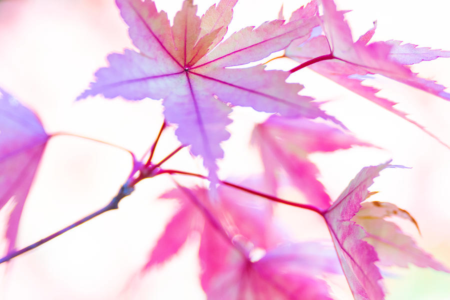 Maple Leaves in Pink Photograph by Chad Thunberg