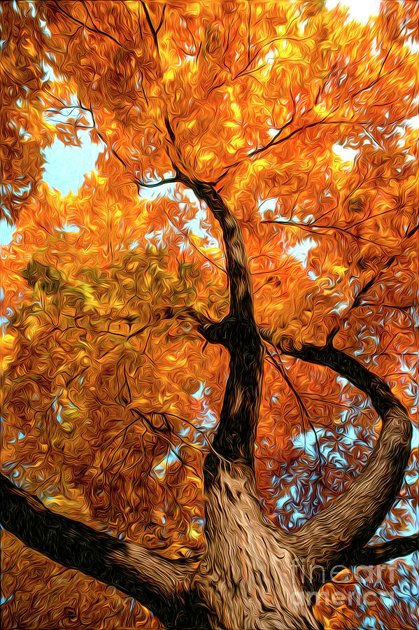 Maple tree on Ann Street Digital Art by William Gunn