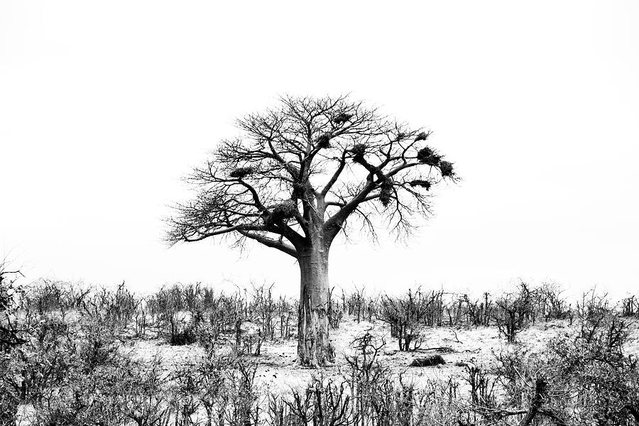 Mapungubwe Photograph by Mia Badenhorst