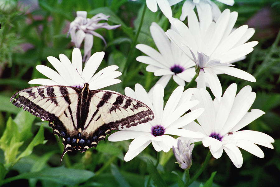 Mariposa and Daisies Photograph by Bonnie Colgan