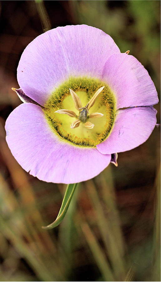 Mariposa Lily Photograph by Bob Falcone