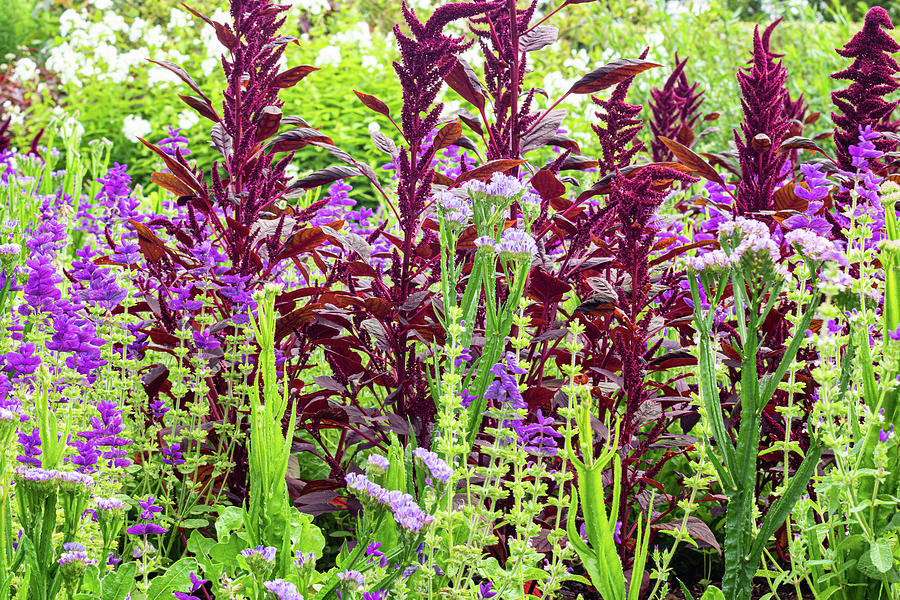 Meadow flowers Photograph by Francisco Ruiz Navas
