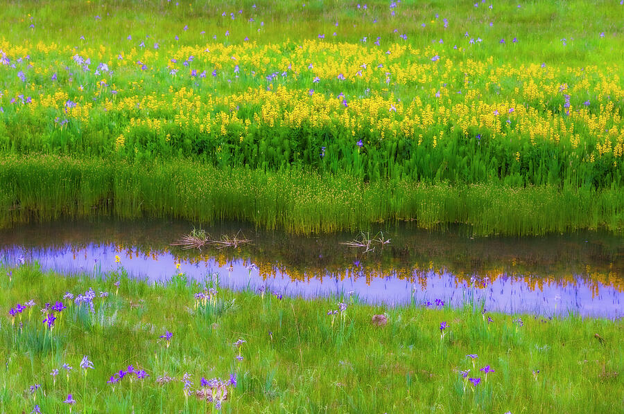 Meadow of Wildflowers in Colorado Photograph by Kevin Schwalbe