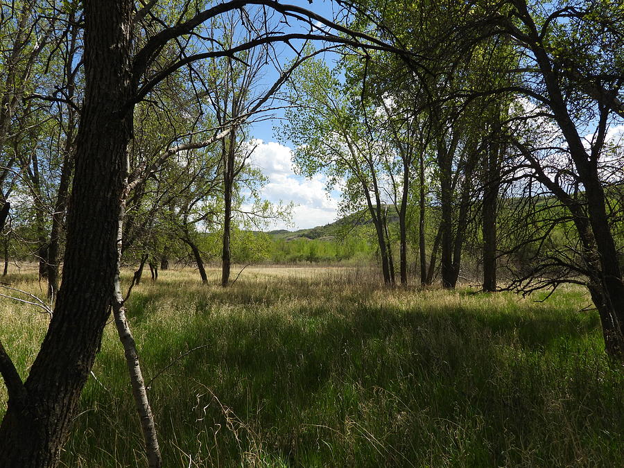 Meadow Through The Trees Photograph by Amanda R Wright