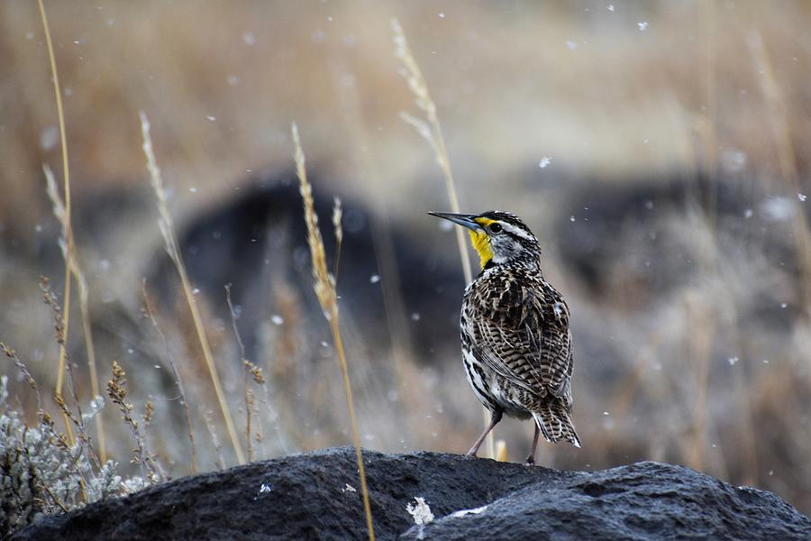Meadowlark Photograph by Alden White Ballard