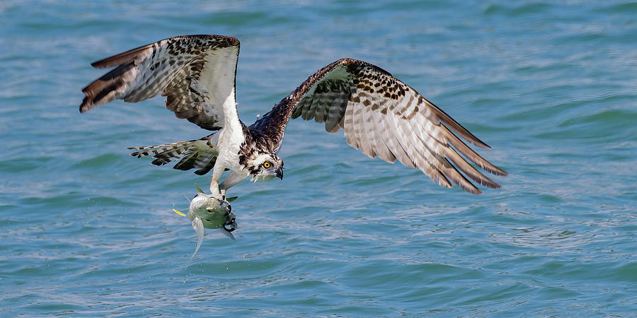 Catch of the Day Photograph by RD Allen