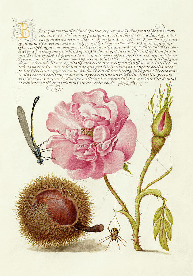 Medieval Botanical Illuminations with Insects Drawing - Medieval calligraphy and illumination - Damselfly, French Rose, Spanish Chestnut, and Spider by Moira Risen Prints