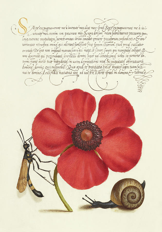 Calligraphy with Poppy Anemone and Mollusk Drawing - Medieval calligraphy and illumination - Terrestrial Mollusk, Poppy Anemone, and Crane Fly by Moira Risen Prints