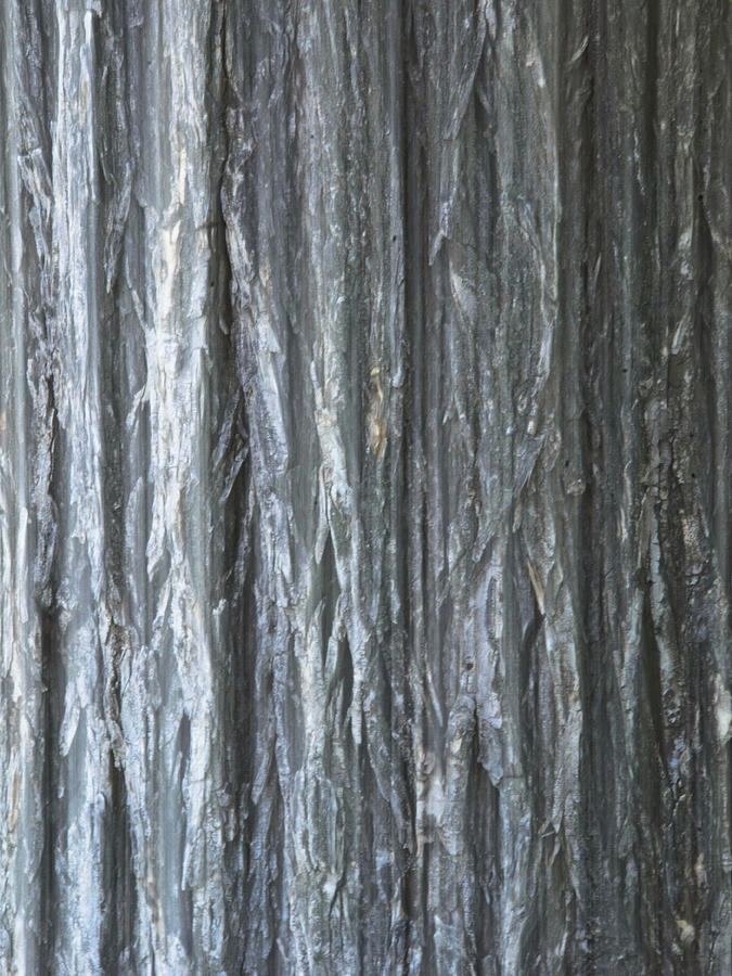 Metallic Bark Photograph by Matt Halvorson