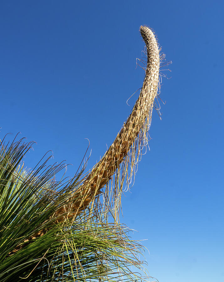 Mexican Grass Tree Blossom Photograph by Joe Schofield