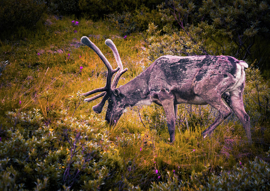 Midsummer Graze, Caribou in Denali National Park, Alaska Photograph by Shannon Williams