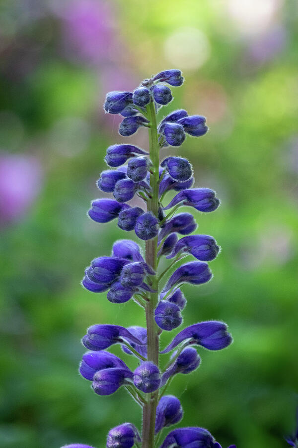 Miguel Photograph by Linda Triplett