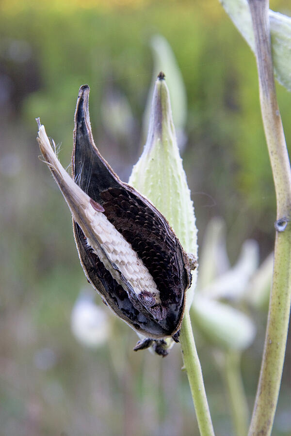 Milk Weed Photograph by Steven David Roberts