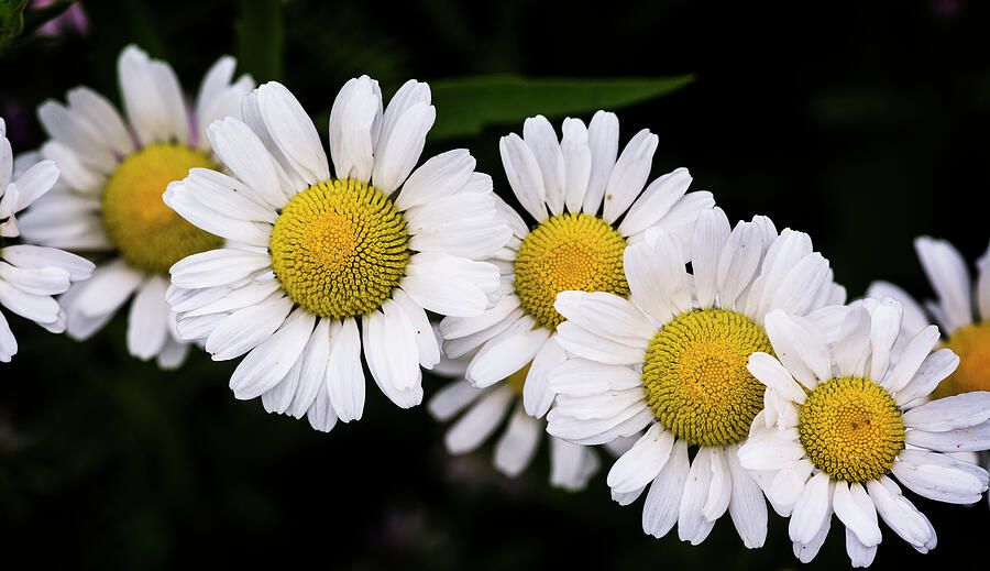 Mini Daisy Chain Photograph by Web Browning